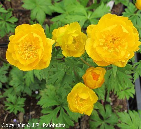 Trollius Cultorum-Ryhm 'Orange Crest', tarhakullero